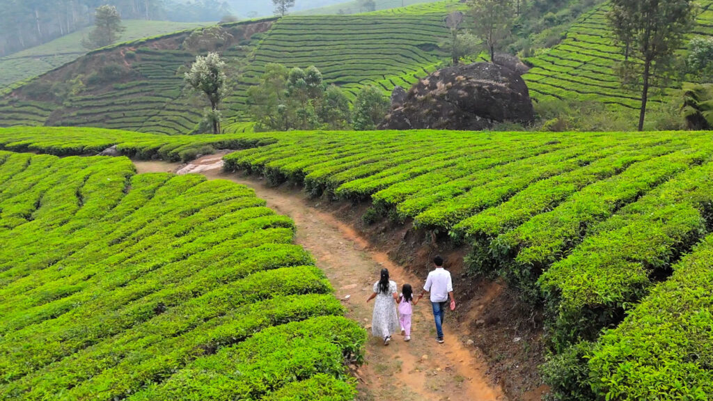 "Aerial drone photography of tea plantations in Munnar during golden hour